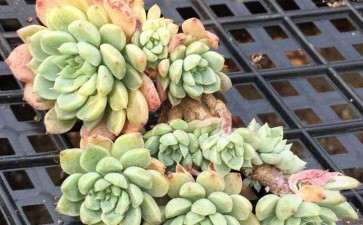 柘城多肉大棚的地址在哪里