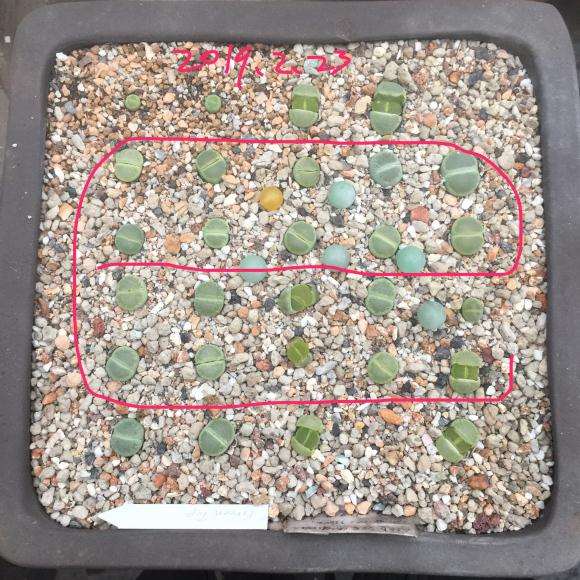 温州多肉大棚玄炫酷鹅