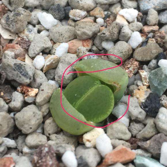 温州多肉大棚玄炫酷鹅