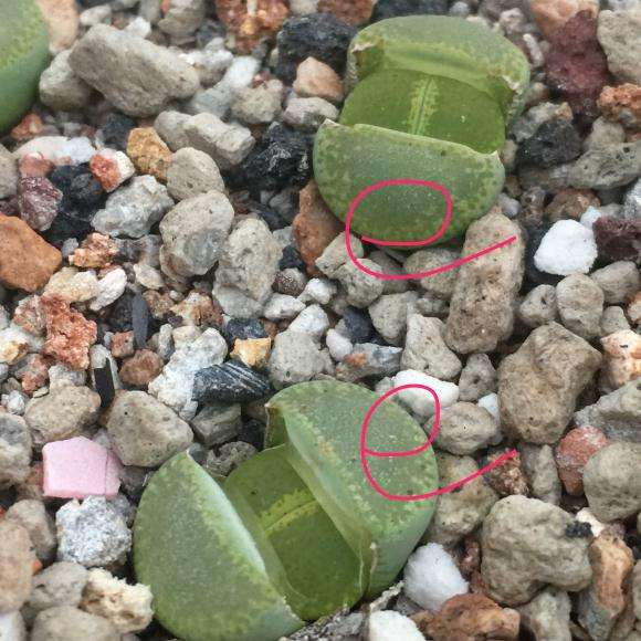 温州多肉大棚玄炫酷鹅