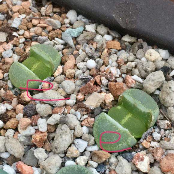 温州多肉大棚玄炫酷鹅