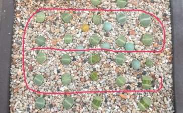 温州多肉大棚玄炫酷鹅 可以吗 图片