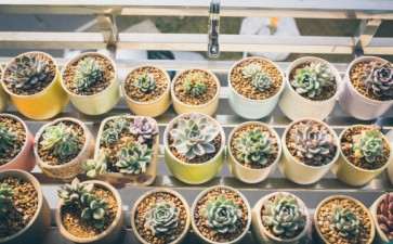 太仓哪里有多肉大棚 地址怎么走