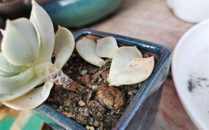 为什么多肉黑腐的3个原因