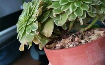 为什么多肉黑腐的3个原因 怎么办