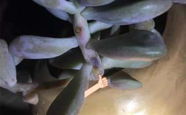如何防治多肉黑腐的2个方法 图片