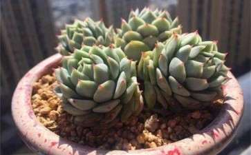 多肉黑腐怎么防治的5个方法 图片