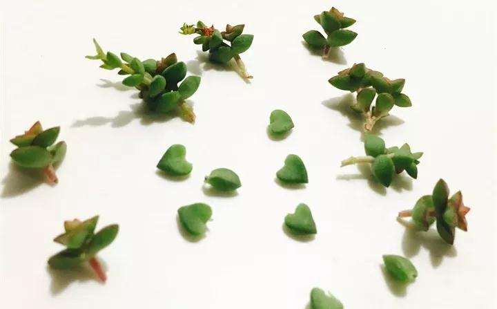 小米星多肉怎么扦插的3个方法