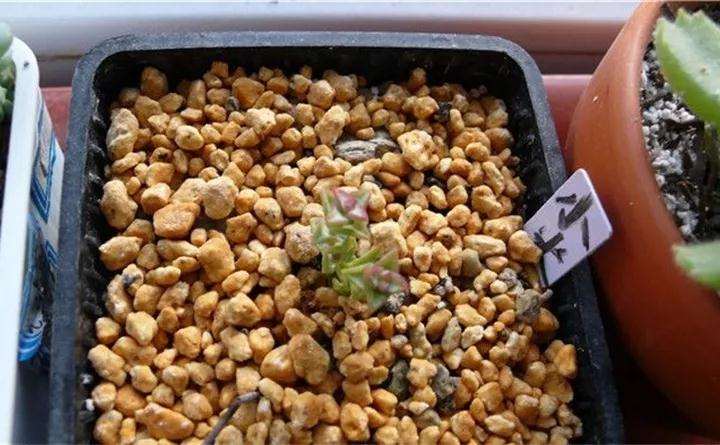 小米星多肉怎么扦插的3个方法