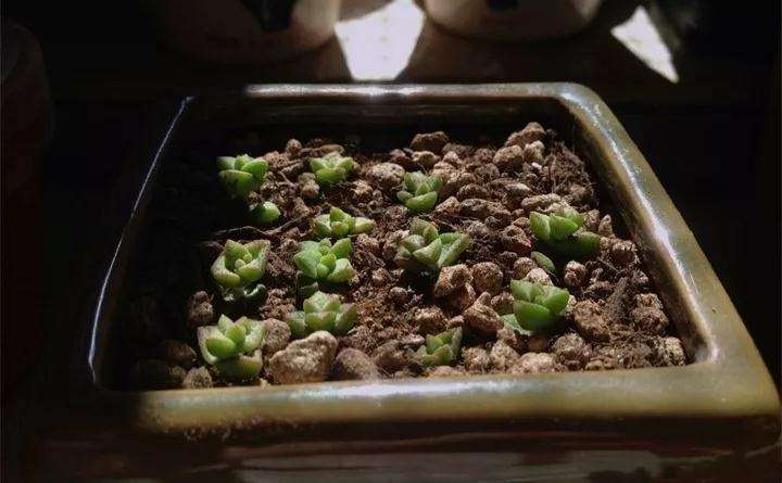 小米星多肉怎么扦插的3个方法