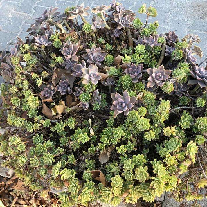 多肉怎么懒养的方法