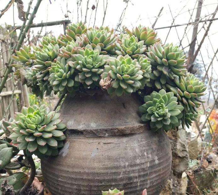 多肉怎么懒养的方法