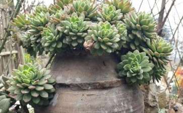 多肉怎么懒养的方法 露养