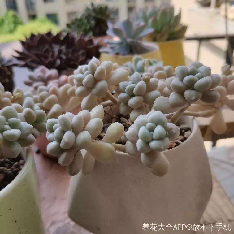 多肉怎么懒养的方法