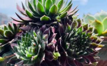 多肉怎么懒养的方法 浇水