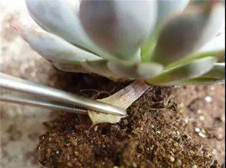 多肉黑腐病怎么防治的3个办法