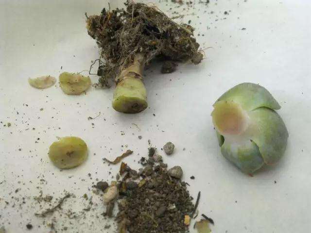 多肉黑腐病怎么防治的3个办法