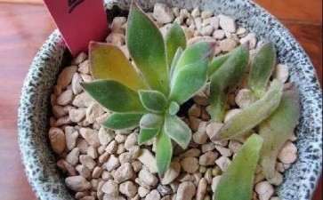 多肉黑腐病怎么防治的3个办法