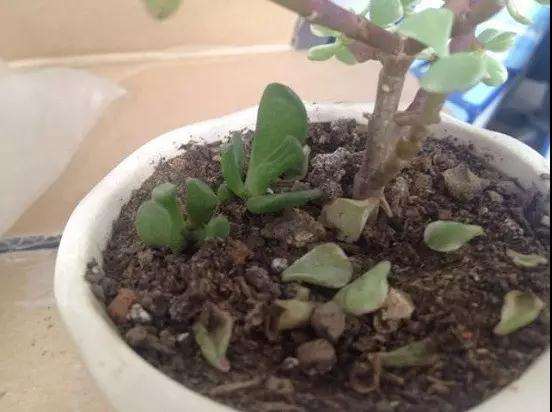 为什么多肉叶片掉落的2个原因