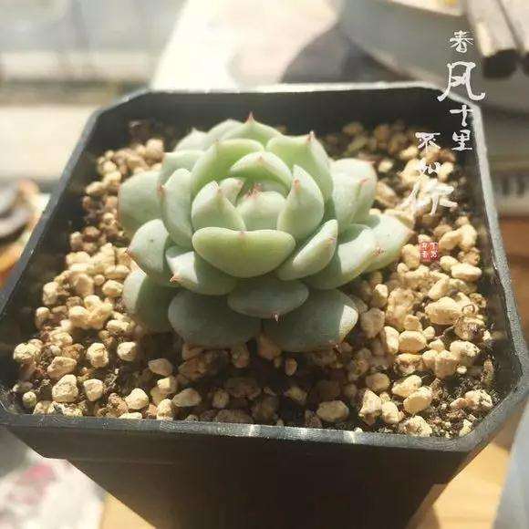 为什么多肉叶片掉落的2个原因