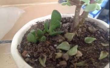 为什么多肉叶片掉落的2个原因