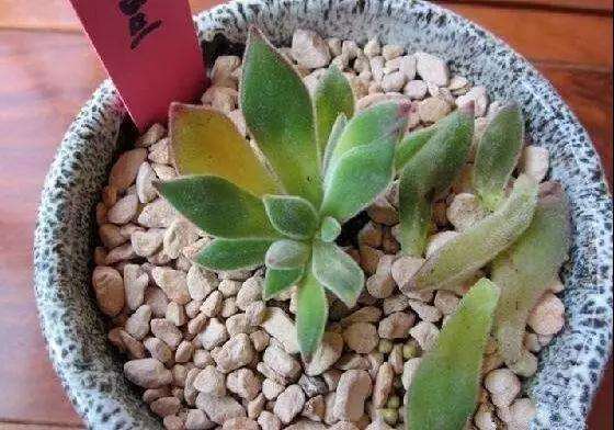 多肉叶片变软化水 怎么办 图片
