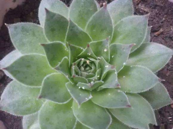 多肉叶片有小白点 怎么办 2个方法