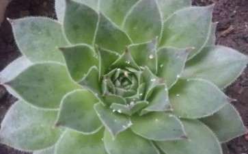 多肉叶片有小白点 怎么办 2个方法