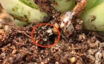 多肉根系出现白色棉絮状 怎么办