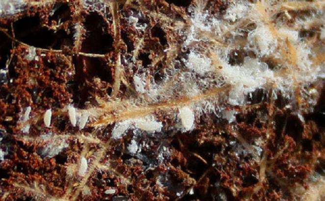 多肉的根系有白毛 如发霉一样