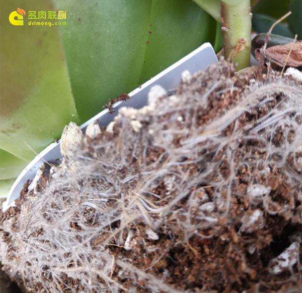 多肉的根系有白毛 如发霉一样
