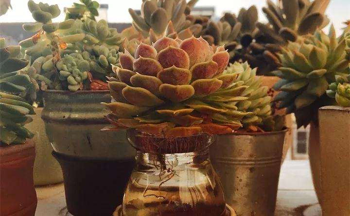 多肉砍头丢水里 叶子挺立根疯长