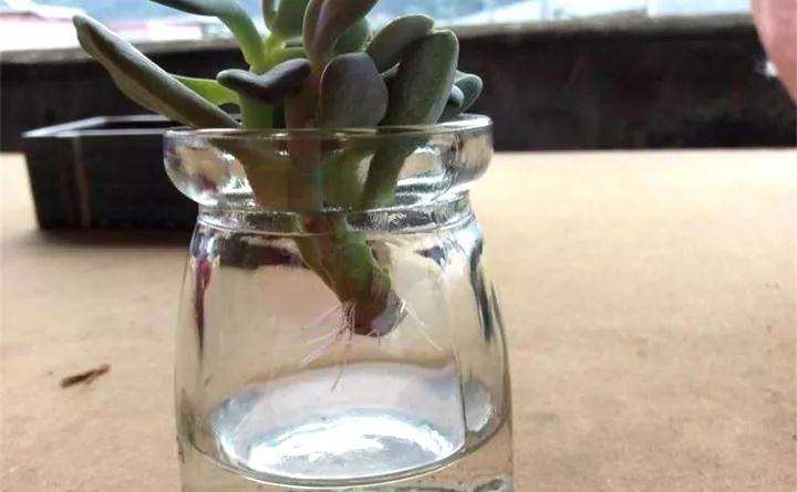 多肉砍头丢水里 叶子挺立根疯长