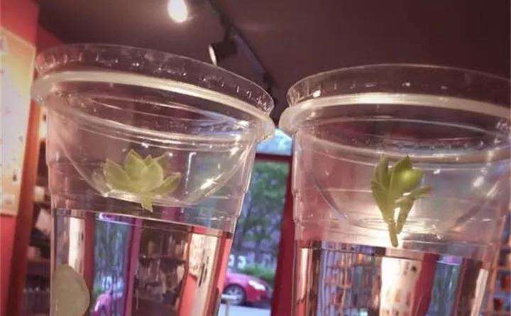 多肉砍头丢水里 叶子挺立根疯长