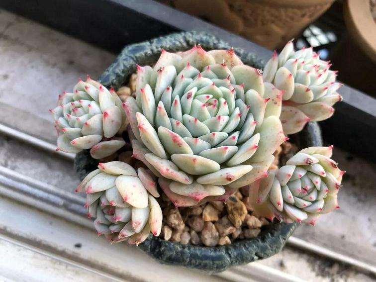 静夜多肉怎么安稳度夏