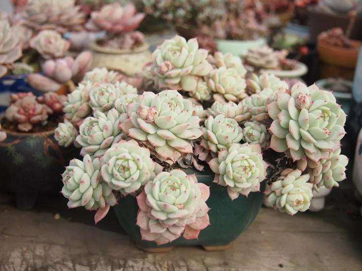 静夜多肉怎么安稳度夏