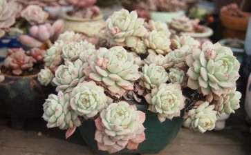 静夜多肉怎么安稳度夏的2个方法