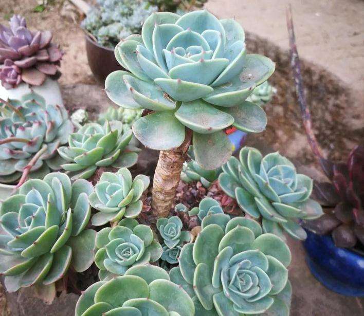 玉蝶多肉怎么安稳度夏的2个方法