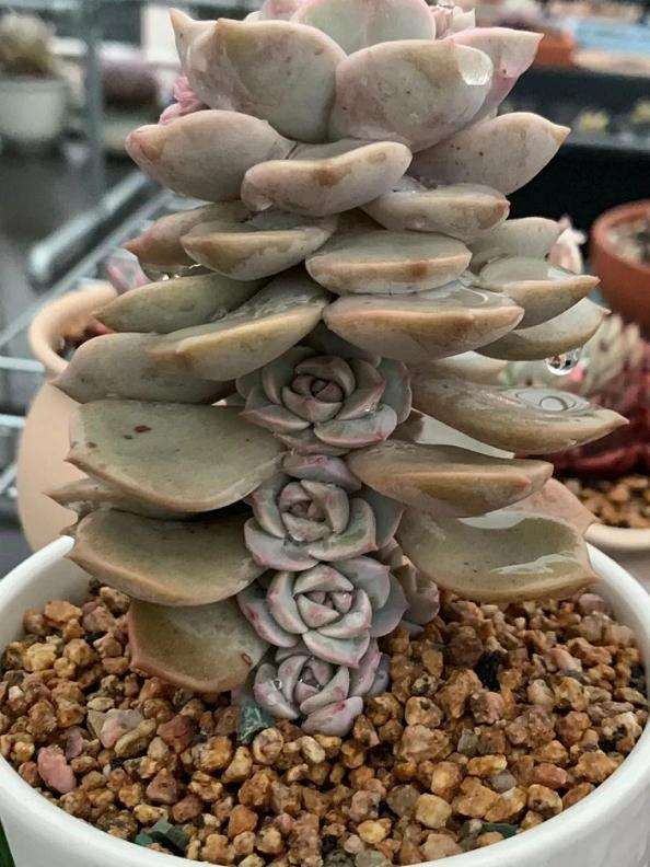 白牡丹多肉怎么安稳度夏的2个方法