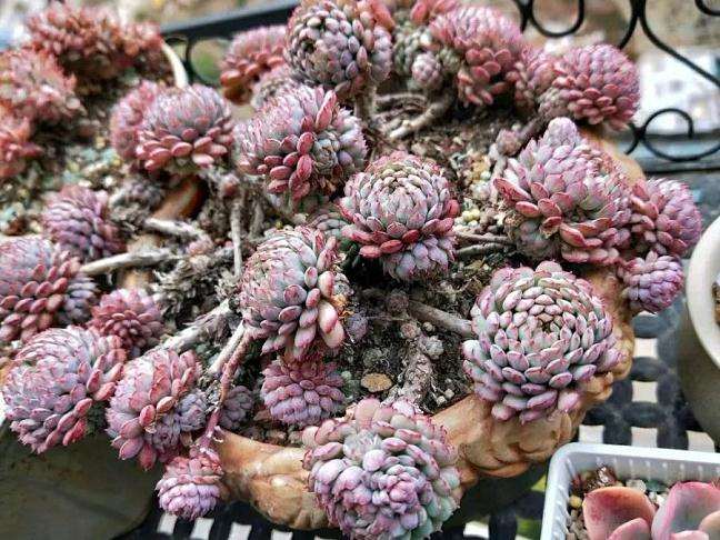 小红衣多肉怎么安稳度夏的2个方法