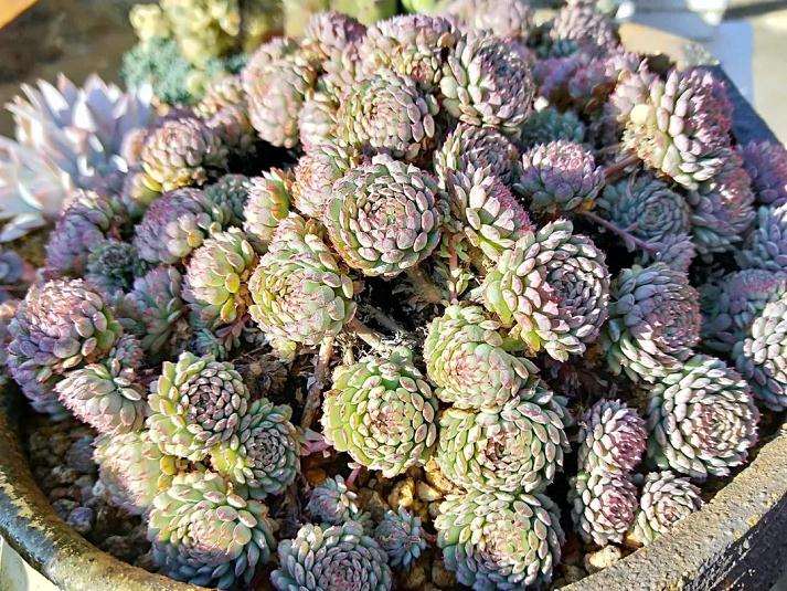 小红衣多肉怎么安稳度夏的2个方法