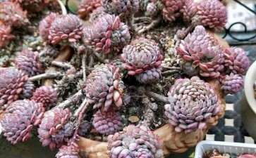 小红衣多肉怎么安稳度夏的2个方法