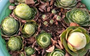 山地玫瑰多肉怎么安稳度夏的2个方法