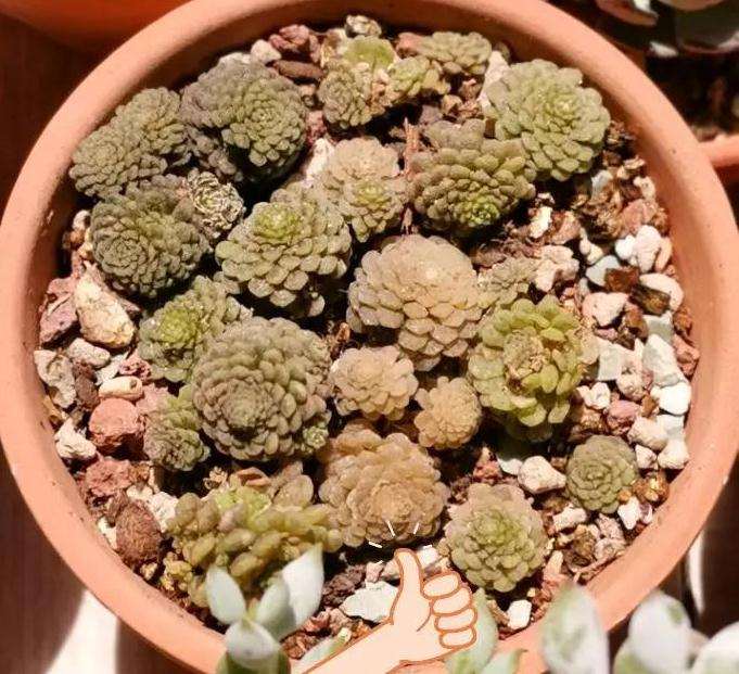 瑞典魔男多肉怎么度夏的2个方法 