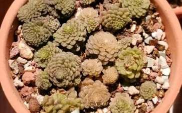 瑞典魔男多肉怎么度夏的2个方法