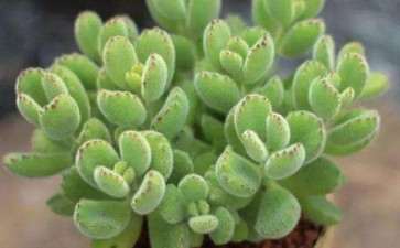 夏天养多肉植物一定要遮阳 避免晒伤