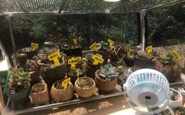 多肉如何通风降温的2个方法
