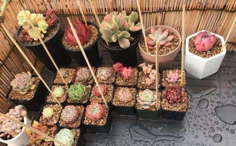多肉植物怎么防鸟的3个方法