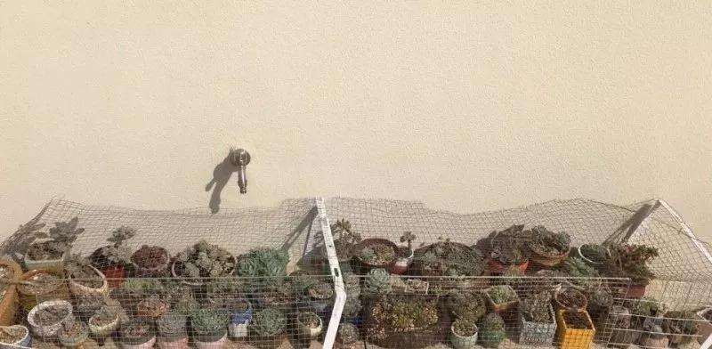 多肉植物怎么防鸟的3个方法