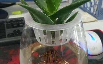 干瘪的芦荟多肉扔水里 7天叶子鼓成球